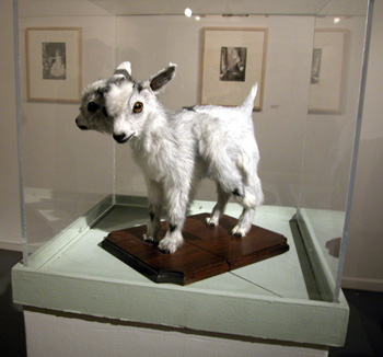 Sarina Brewer's two-headed five-legged goat