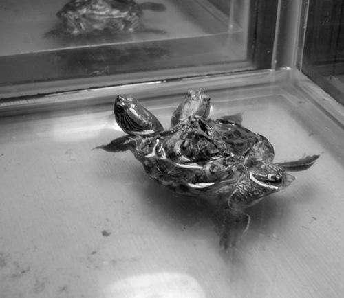 Mojo, two-headed turtle
 [This photograph is copyright  2006 James G. Mundie. All rights reserved.]
