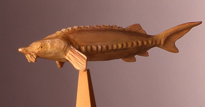 White Sturgeon