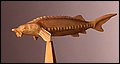 White Sturgeon