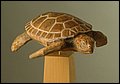 Green Sea Turtle